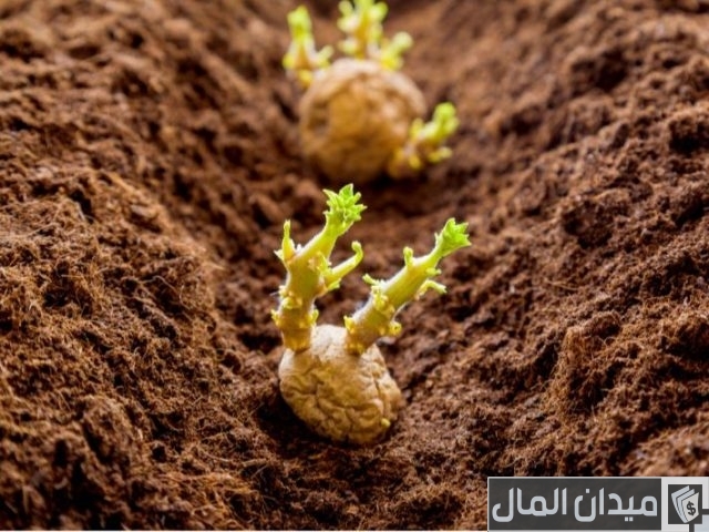 دراسة جدوي زراعة البطاطس في الأراضي الصحراوية دراسة جدوي زراعة البطاطس في الأراضي الصحراوية