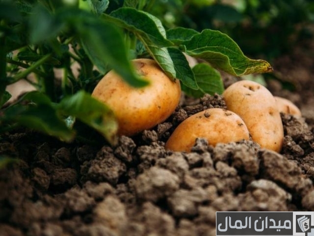 دراسة جدوي زراعة البطاطس في الأراضي الصحراوية دراسة جدوي زراعة البطاطس في الأراضي الصحراوية