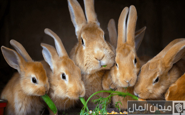 كيفية عمل مزرعة أرانب صغيرة مربحة كيفية عمل مزرعة أرانب صغيرة مربحة