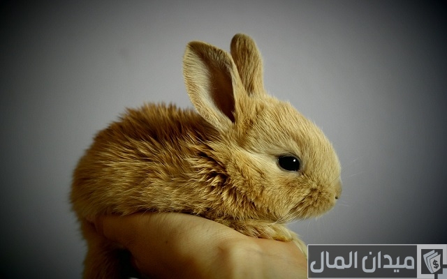 كيفية عمل مزرعة أرانب صغيرة مربحة كيفية عمل مزرعة أرانب صغيرة مربحة