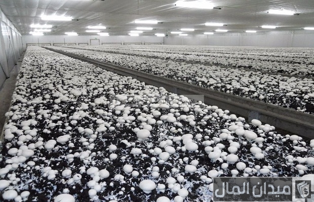 أماكن بيع تقاوي عيش الغراب في مصر أماكن بيع تقاوي عيش الغراب في مصر