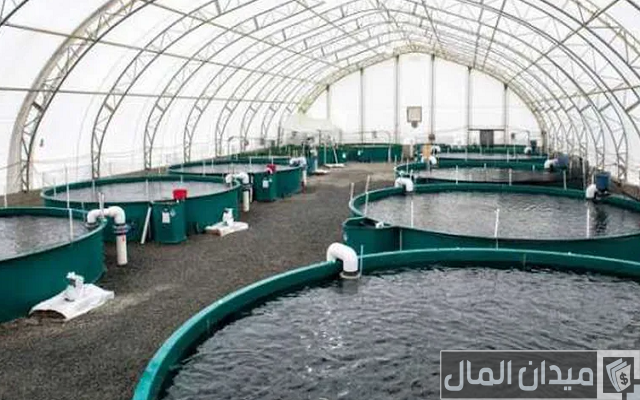 مشروع تربية الأسماك في المنزل مشروع تربية الأسماك في المنزل