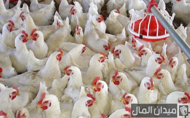 مشروع محل فراخ ودراسة جدوى كاملة للمشروع وكيفية التسويق له مشروع محل فراخ ودراسة جدوى كاملة للمشروع وكيفية التسويق له