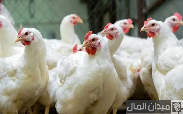 مشروع محل فراخ ودراسة جدوى كاملة للمشروع وكيفية التسويق له مشروع محل فراخ ودراسة جدوى كاملة للمشروع وكيفية التسويق له