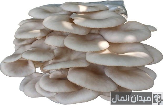 أنواع الفطر أنواع الفطر