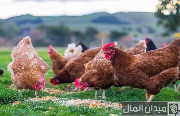 متى يبيض الدجاج البلدي متى يبيض الدجاج البلدي