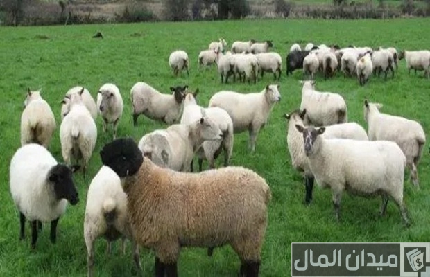 هل تنصحوني في تجارة الاغنام هل تنصحوني في تجارة الاغنام