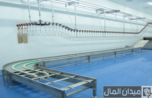 مشاكل تربية الفراخ البيضاء مشاكل تربية الفراخ البيضاء