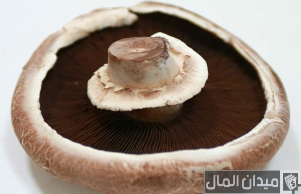 أنواع الفطر أنواع الفطر