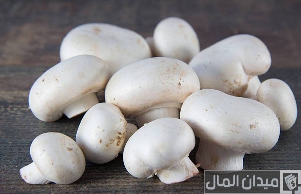أنواع الفطر أنواع الفطر