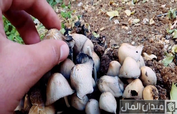 أنواع الفطر أنواع الفطر