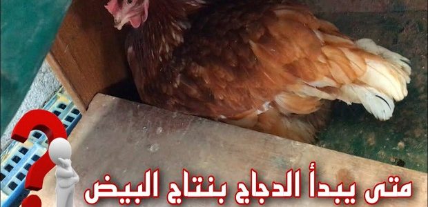متى يبيض الدجاج البلدي وكم عمرها لكي تبيض متى يبيض الدجاج البلدي