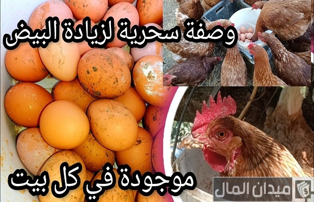 متى يبيض الدجاج البلدي متى يبيض الدجاج البلدي