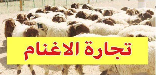 هل تنصحوني في تجارة الاغنام وأرباح المشروع هل تنصحوني في تجارة الاغنام
