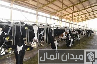ما هي أهمية الإنتاج الحيواني أهمية الإنتاج الحيواني