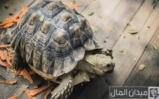 أخطاء في تربية السلاحف أخطاء في تربية السلاحف