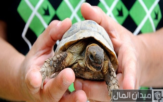 أخطاء في تربية السلاحف أخطاء في تربية السلاحف