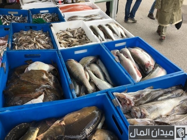أسعار السمك اليوم 20-4-2024 في مصر أسعار السمك اليوم 20-4-2024 في مصر