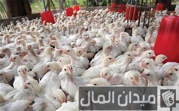 أسعار الفراخ في بورصة الدواجن اليوم السبت 20-4-2024 أسعار الفراخ في بورصة الدواجن اليوم السبت 20-4-2024