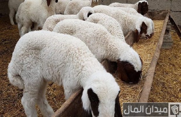 هل تنصحوني في تجارة الاغنام هل تنصحوني في تجارة الاغنام