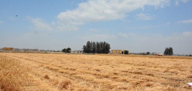محافظ البحيرة يعلن توريد 27717 طن قمح لشون وصوامع توريد 27717 طن قمح لشون وصوامع محافظة البحيرة حتى اليوم