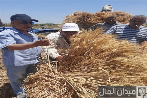 توريد 27717 طن قمح لشون وصوامع محافظة البحيرة حتى اليوم توريد 27717 طن قمح لشون وصوامع محافظة البحيرة حتى اليوم
