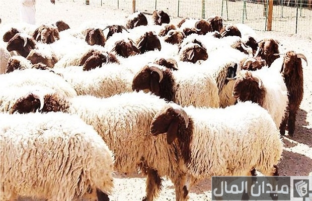 هل تنصحوني في تجارة الاغنام هل تنصحوني في تجارة الاغنام