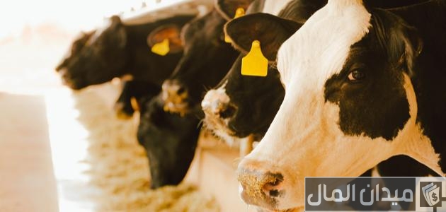 ما هي أهمية الإنتاج الحيواني أهمية الإنتاج الحيواني