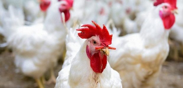 مشاكل تربية الفراخ البيضاء مشاكل تربية الفراخ البيضاء