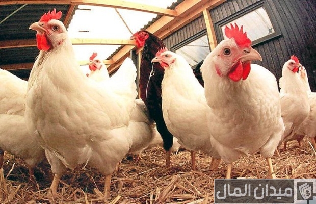 مشاكل تربية الفراخ البيضاء مشاكل تربية الفراخ البيضاء