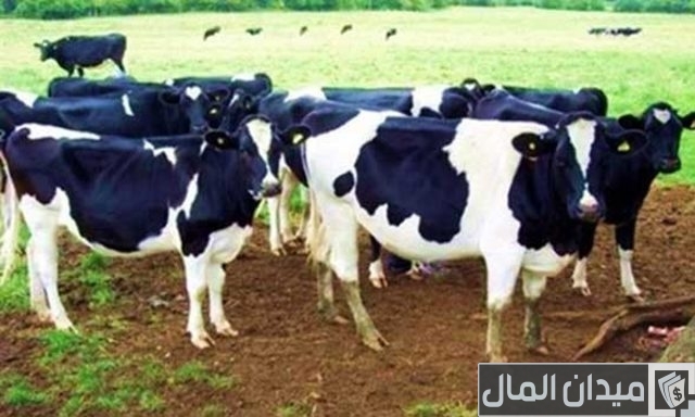 أهمية الإنتاج الحيواني أهمية الإنتاج الحيواني
