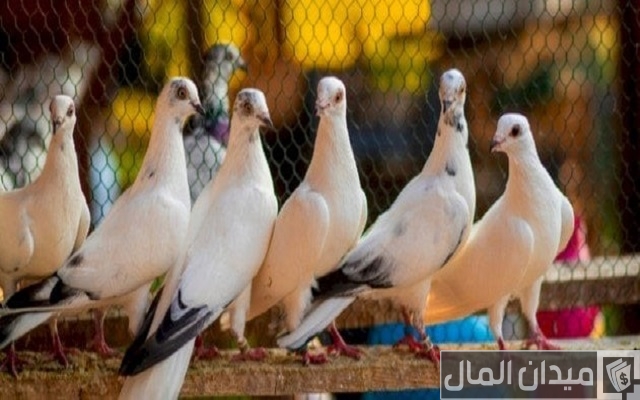 معلومات عن تربية الحمام في المنزل معلومات عن تربية الحمام في المنزل