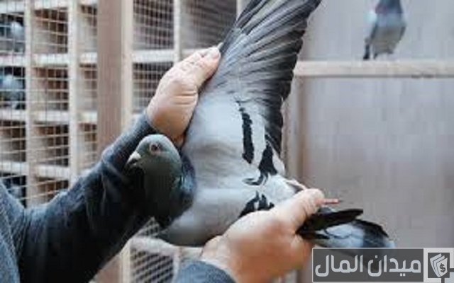 معلومات عن تربية الحمام في المنزل معلومات عن تربية الحمام في المنزل