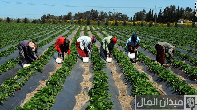 «تصديرى الحاصلات» يطلق مبادرة لدعم تعاقد المزارعين مع شركات الإنتاج والتصدير «تصديرى الحاصلات» يطلق مبادرة لدعم تعاقد المزارعين مع شركات الإنتاج والتصدير