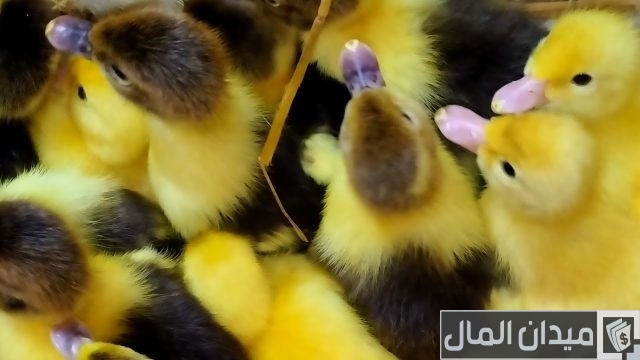 كيفية تربية البط الصغير في المنزل كيفية تربية البط الصغير في المنزل