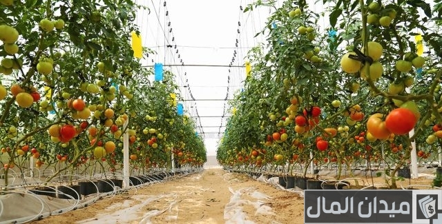 مواعيد زراعة الخضروات في الكويت مواعيد زراعة الخضروات في الكويت