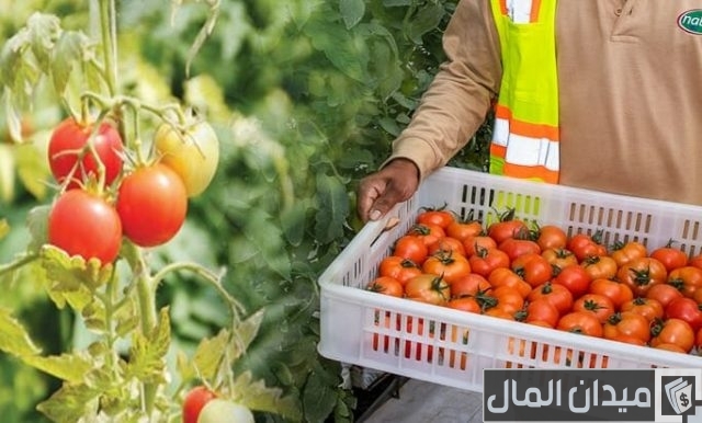 مواعيد زراعة الخضروات في الكويت مواعيد زراعة الخضروات في الكويت