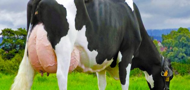 معدل إنتاج أبقار الهولشتاين من اللبن أبقار الهولشتاين