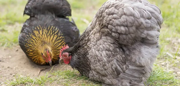 أغلى وأجمل أنواع دجاج الزينة بالصور دجاج الزينة