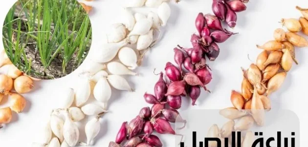 نصائح زراعة البصل من البذور والتسميد زراعة البصل من البذور