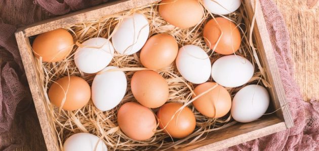 كم بيضة تبيض الدجاجة في اليوم كم بيضة تبيض الدجاجة في اليوم