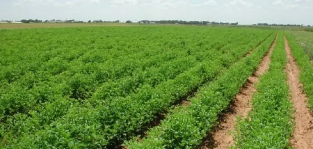 شروط الحصول على أرض زراعية من الدولة 2025 كيفية الحصول على أرض زراعية من الدولة