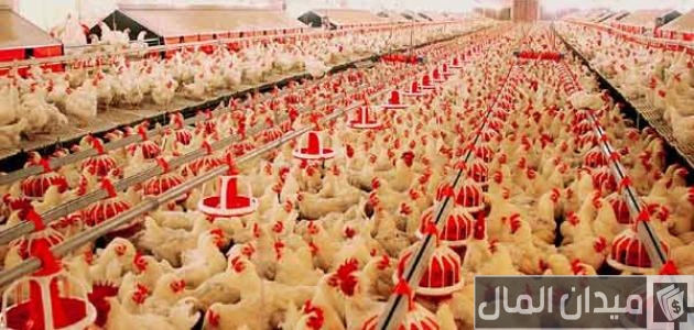 دراسة جدوى مشروع دواجن بياض والانتاج الشهري مشروع دواجن بياض