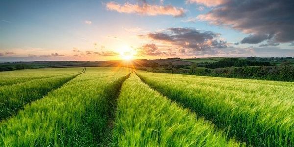 جدول مواسم الزراعة في الإمارات مواسم الزراعة في الإمارات