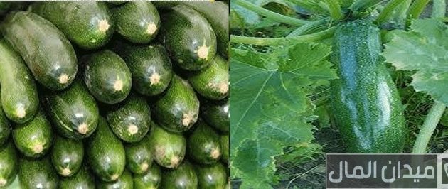 مواعيد زراعة الخيار في مصر &Quot;المكشوف وفي البيوت المحمية&Quot; مواعيد زراعة الخيار في مصر