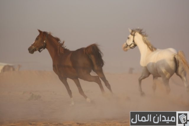 بيع وشراء الخيول في قطر بيع وشراء الخيول في قطر