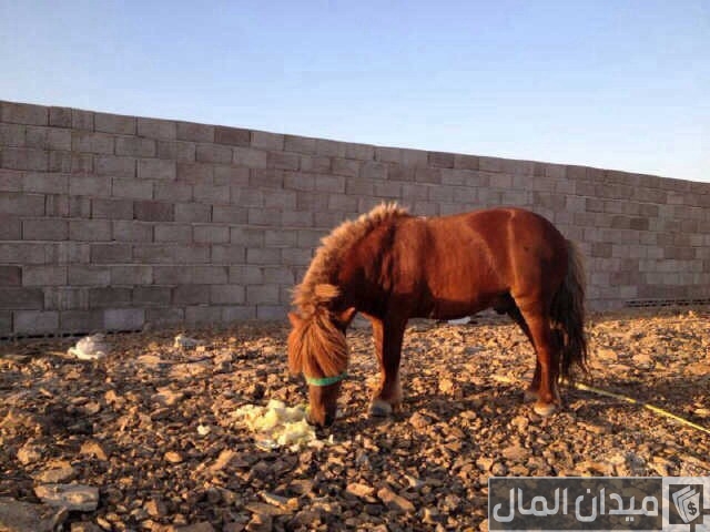 بيع وشراء الخيول في قطر بيع وشراء الخيول في قطر