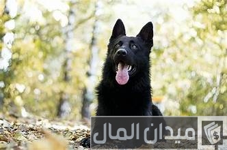 بيع وشراء الكلاب في قطر بيع وشراء الكلاب في قطر