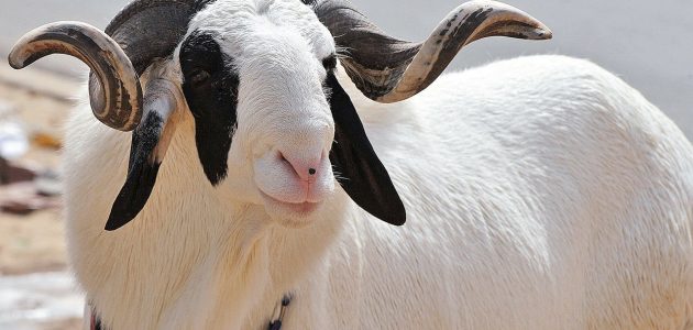عناوين وأرقام أنواع الأعلاف لتسمين الأغنام أعلاف لتسمين الأغنام