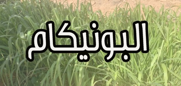كم أرباح زراعة البونيكام للفدان الواحد تجربتي في زراعة البونيكام